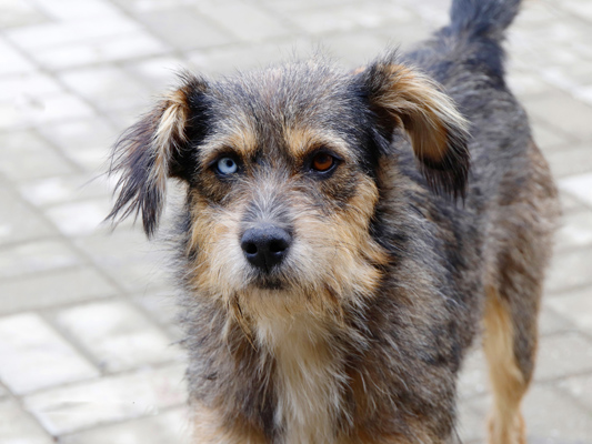 Bezdomne psy, Rumunia